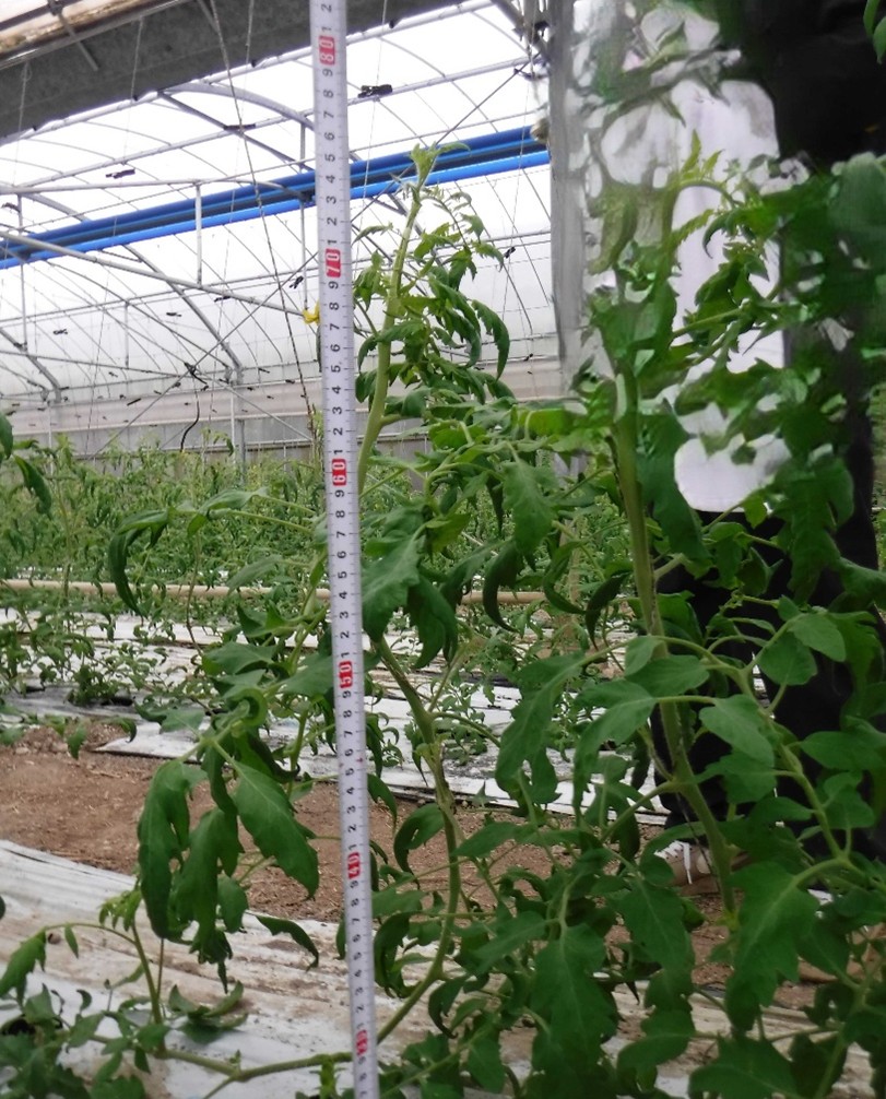 沖縄県(冬春トマト)