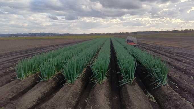 秋田県(秋冬ねぎ)