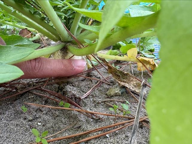 静岡県(秋冬だいこん)