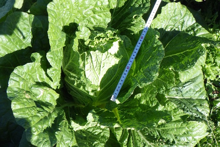 茨城県(秋冬はくさい)