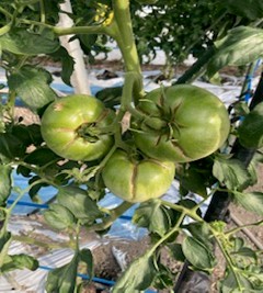 熊本県(冬春トマト)