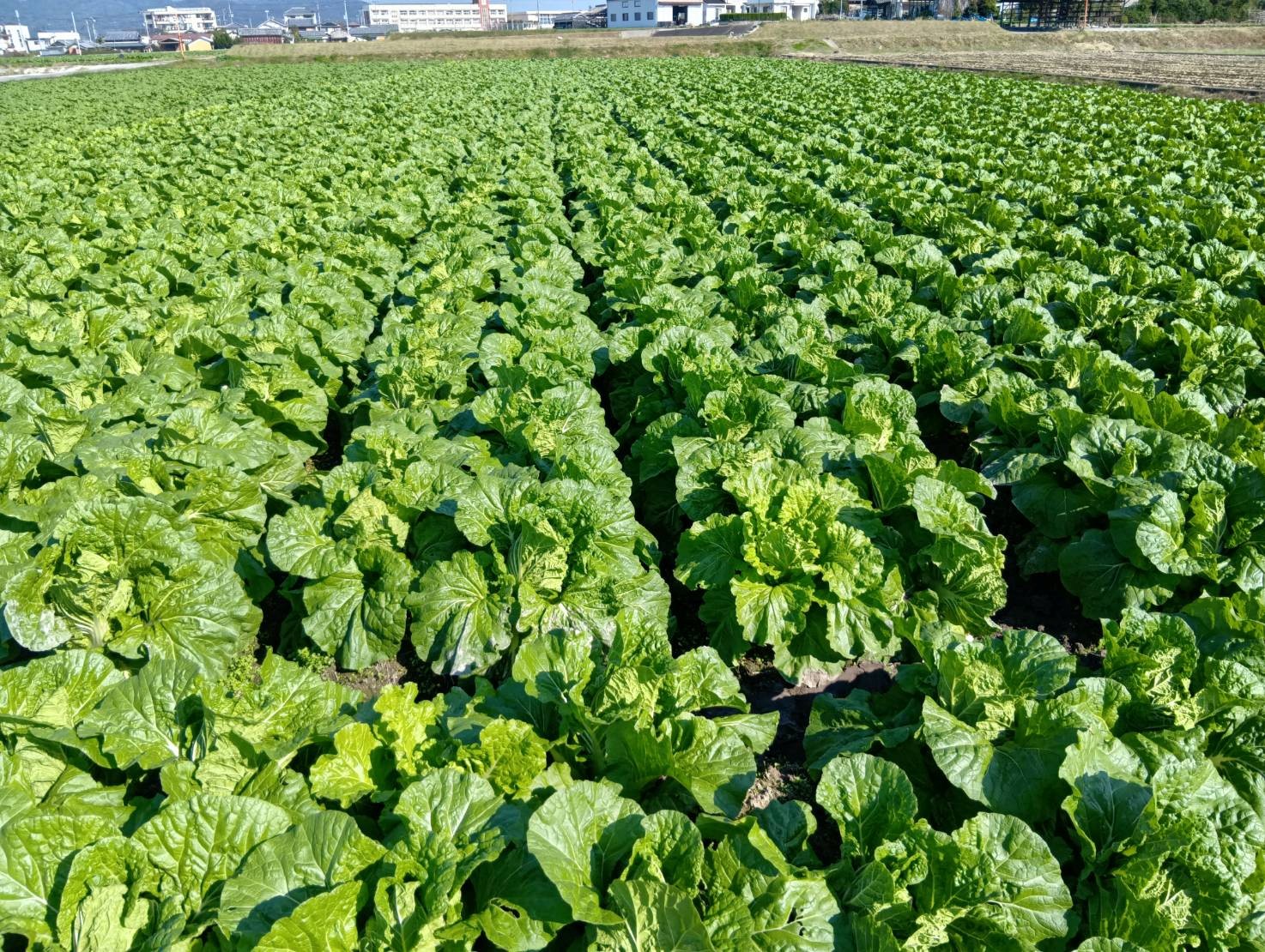 兵庫県(秋冬はくさい)