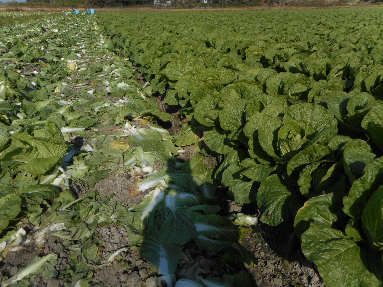 三重県(秋冬はくさい)