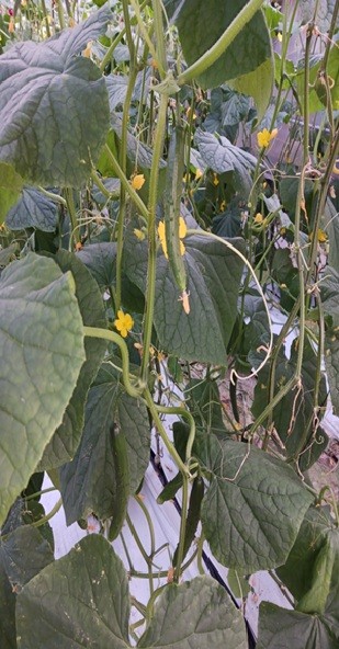 高知県(冬春きゅうり)