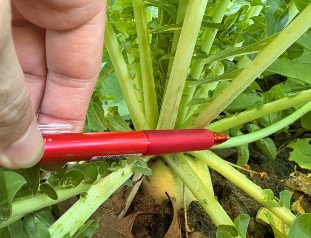 静岡県(秋冬だいこん)