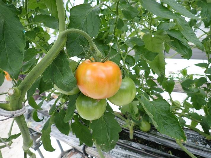 静岡県(冬春トマト(小笠:大玉))