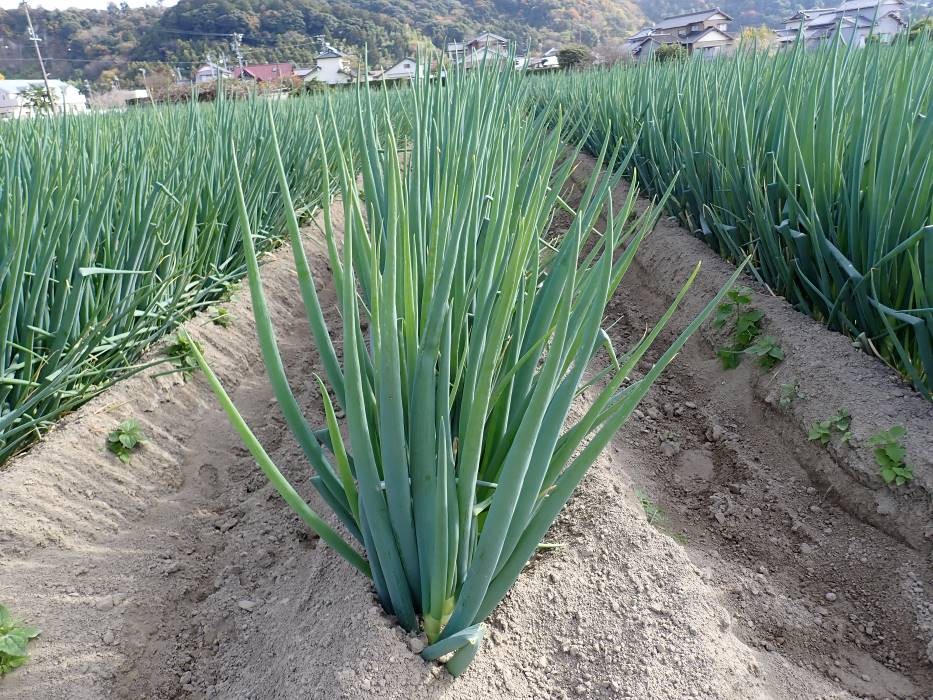 静岡県(秋冬ねぎ)