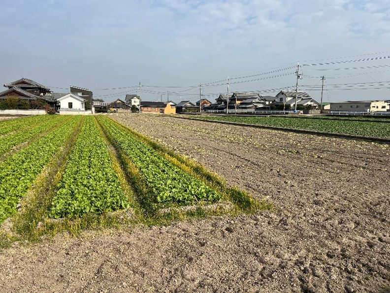 香川県(冬レタス)