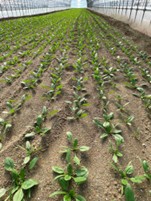 宮城県(ほうれんそう)