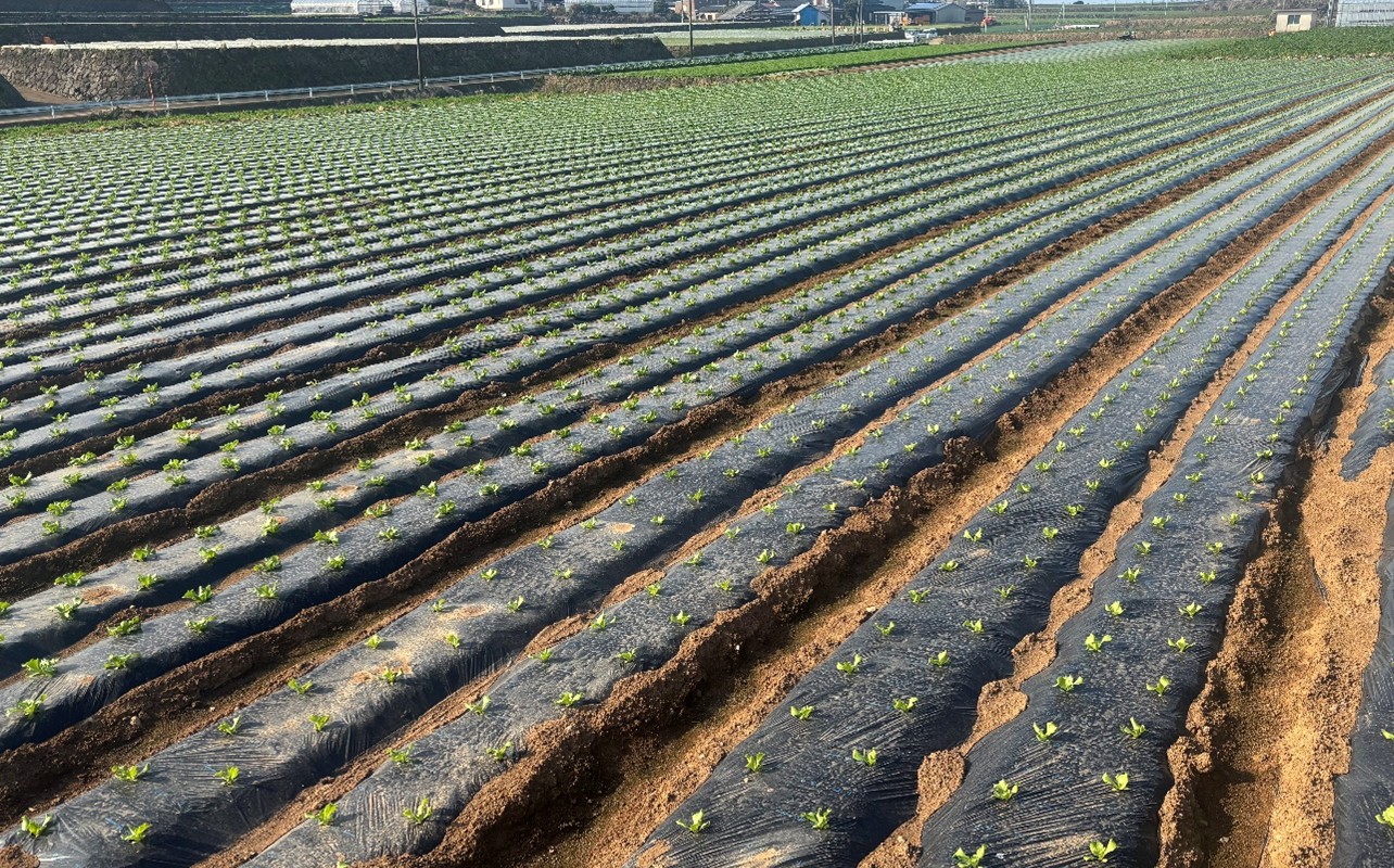 長崎県(冬レタス)