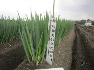 鳥取県(秋冬ねぎ)