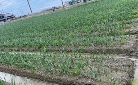 愛媛県(たまねぎ)