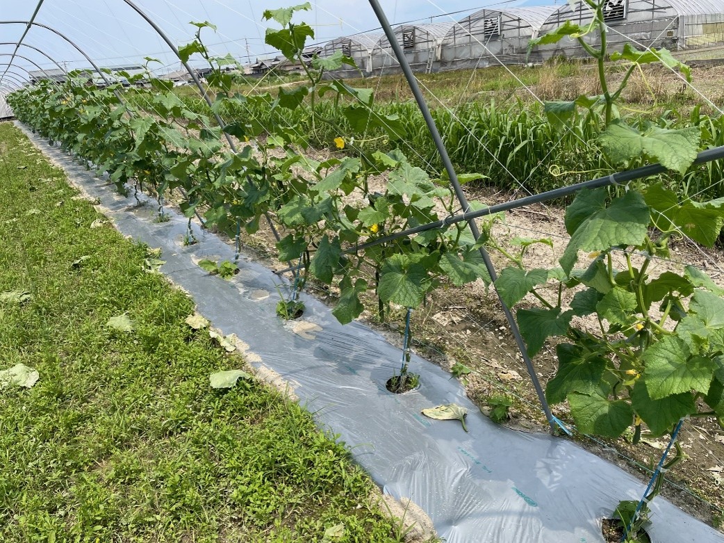 愛媛県(夏秋きゅうり)