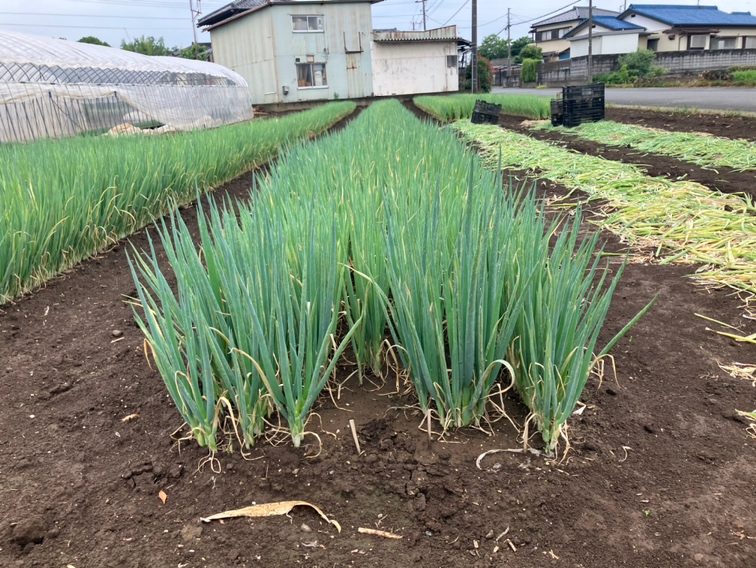 埼玉県(秋冬ねぎ)