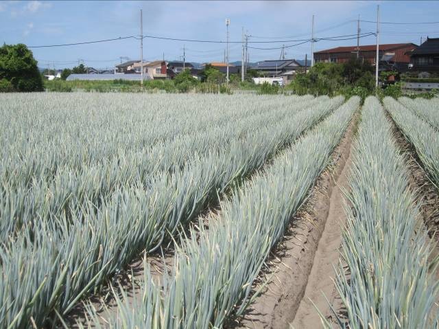 鳥取県(夏ねぎ)