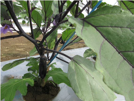 群馬県(夏秋なす)