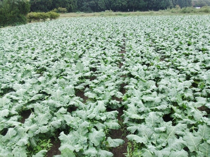 福島県(夏秋ブロッコリー)