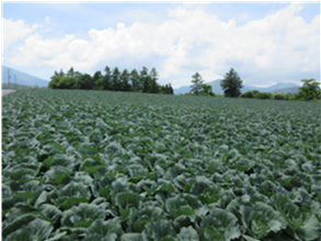 群馬県(夏秋キャベツ)