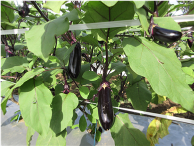 群馬県(夏秋なす)