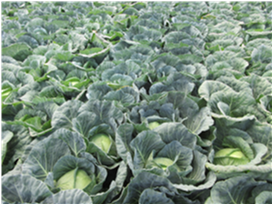 群馬県(夏秋キャベツ)