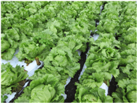 群馬県(夏秋レタス)