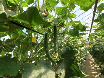 長野県(夏秋きゅうり)