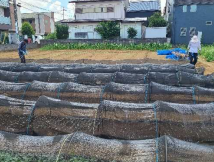 東京都(冬キャベツ)