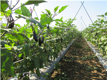 群馬県(夏秋なす)