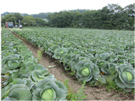 群馬県(夏秋キャベツ)