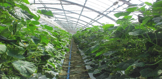 佐賀県(抑制、半促成きゅうり)