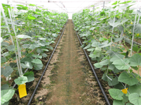 群馬県(抑制きゅうり)