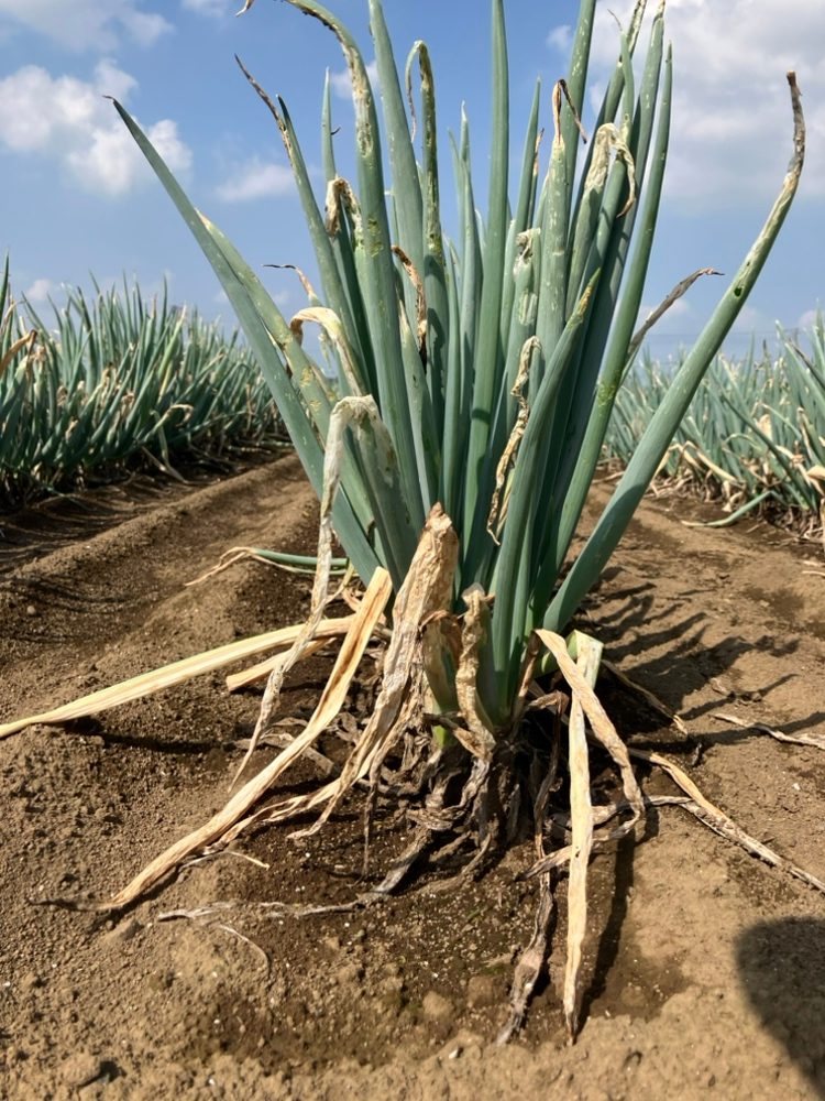 埼玉県(秋冬ねぎ)