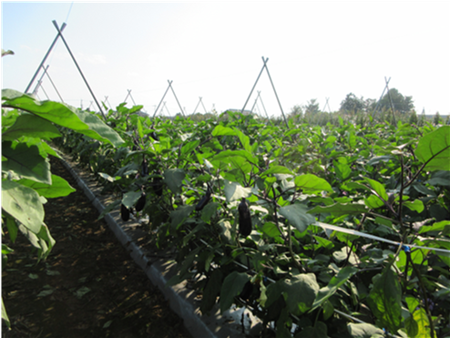 群馬県(夏秋なす)