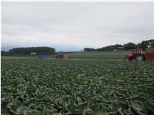 群馬県(夏秋キャベツ)