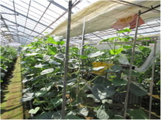 群馬県(抑制きゅうり)