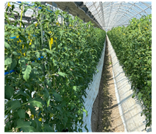 熊本県(冬春トマト)