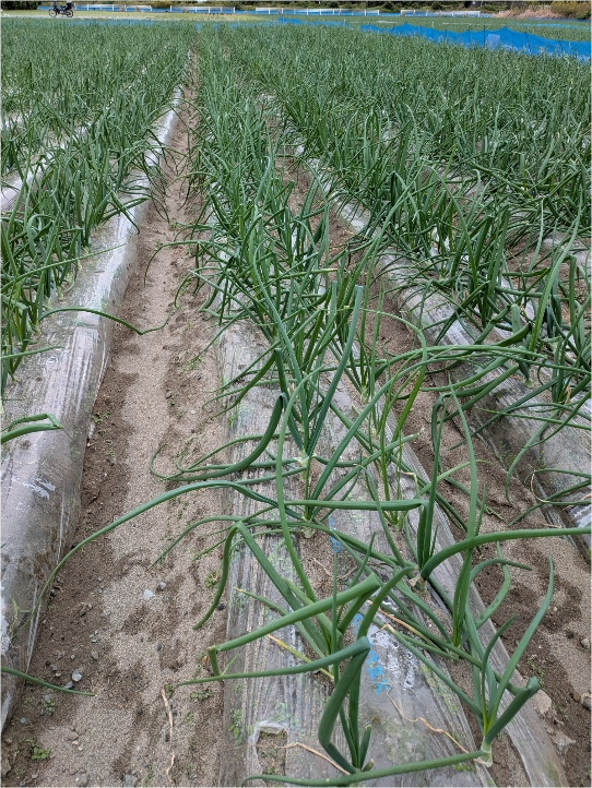 静岡県(たまねぎ)