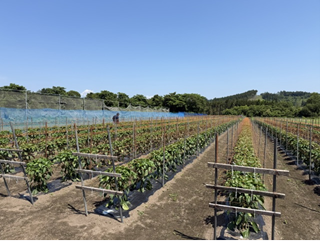 青森県(夏秋ピーマン)