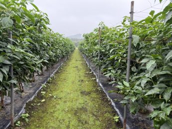 青森県(夏秋ピーマン)