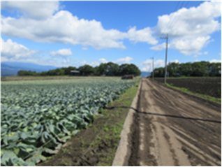 群馬県(夏秋キャベツ)