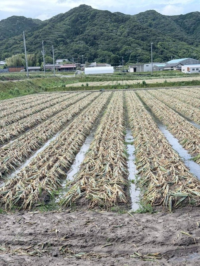 兵庫県(たまねぎ)