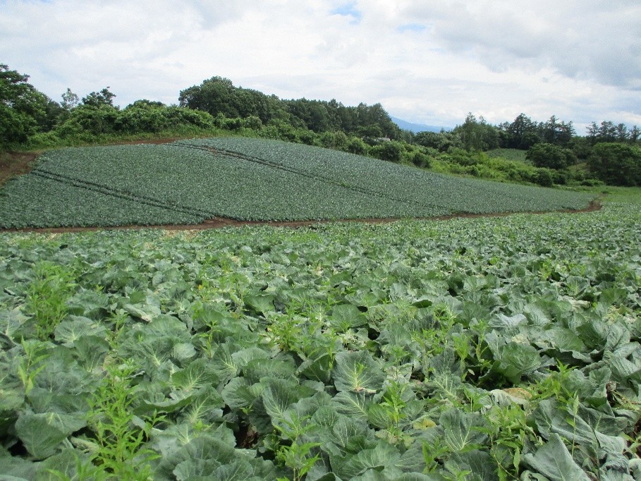 岩手県(夏秋キャベツ)