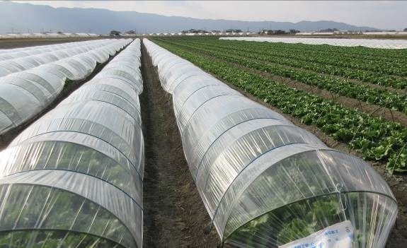 福岡県(冬レタス)