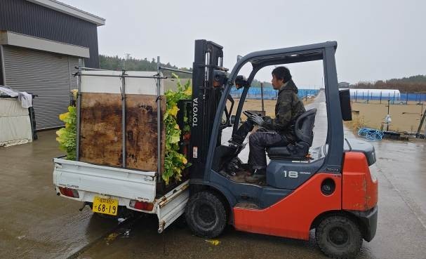 福井県(秋冬だいこん)