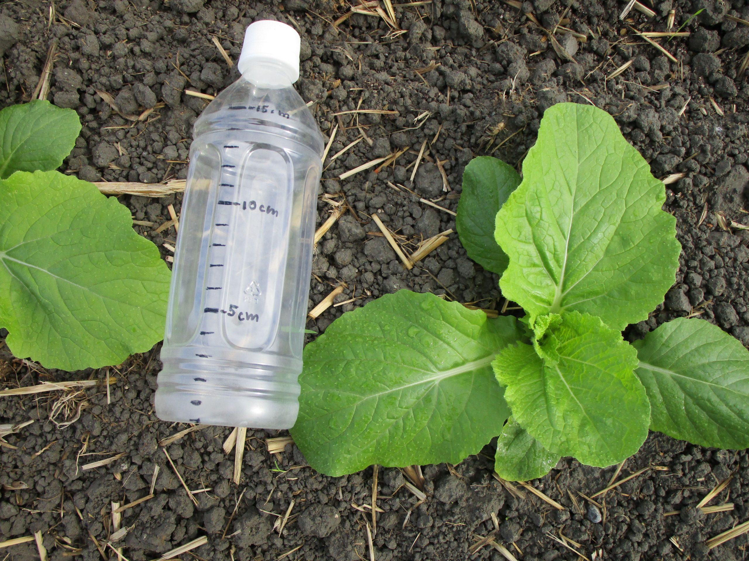 和歌山県(秋冬はくさい)