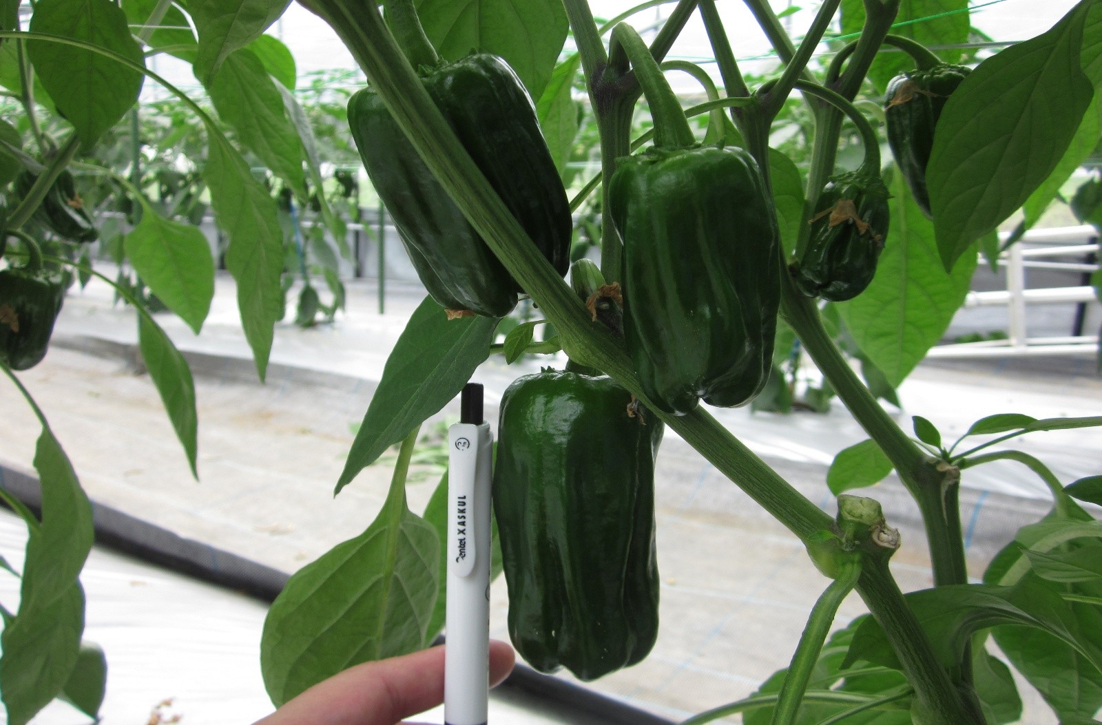 大分県(夏秋ピーマン)