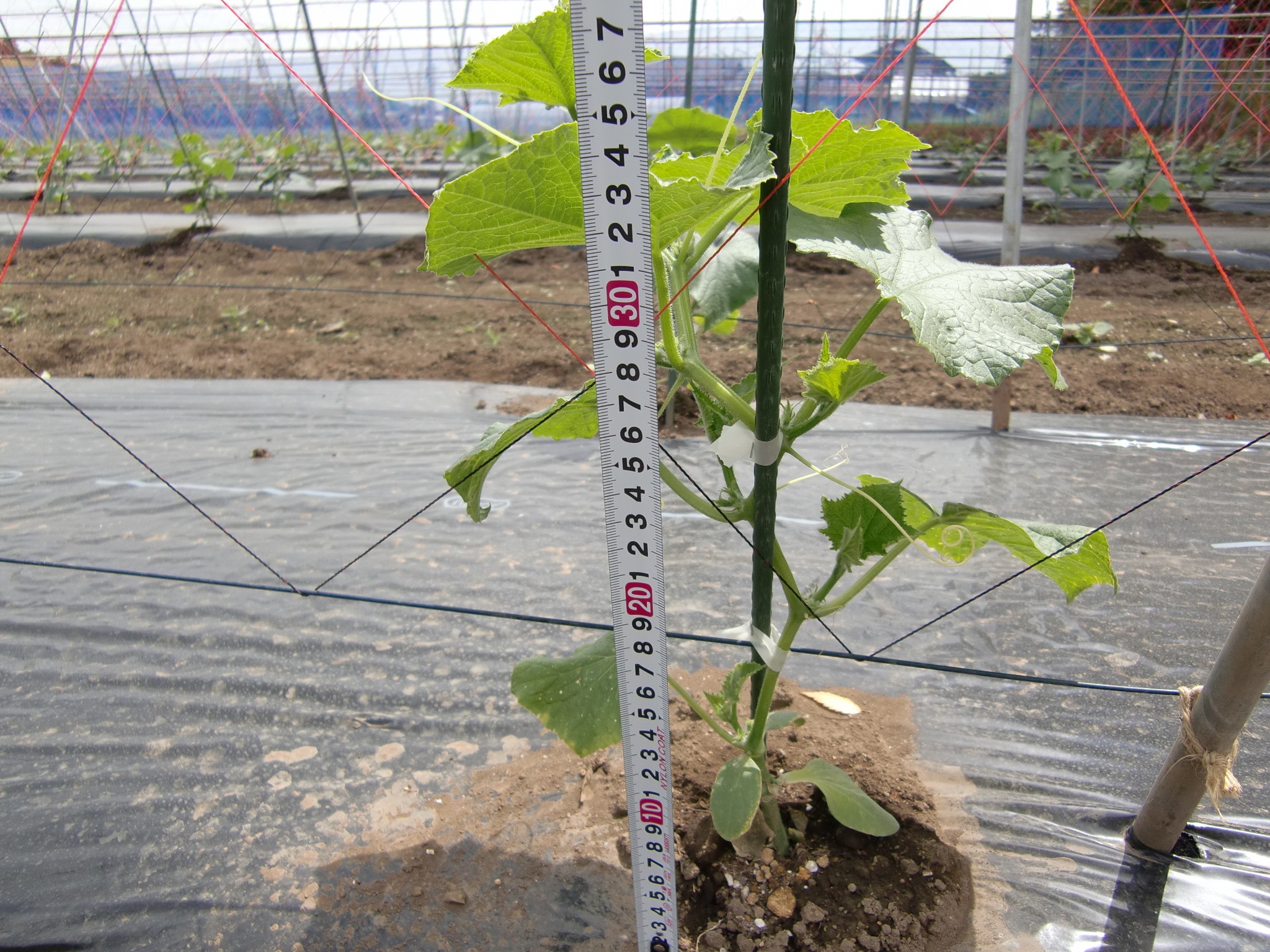 宮城県(夏秋きゅうり)