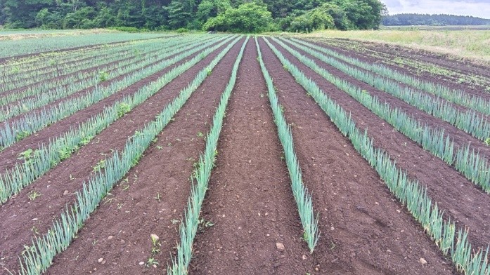 秋田県(秋冬ねぎ)