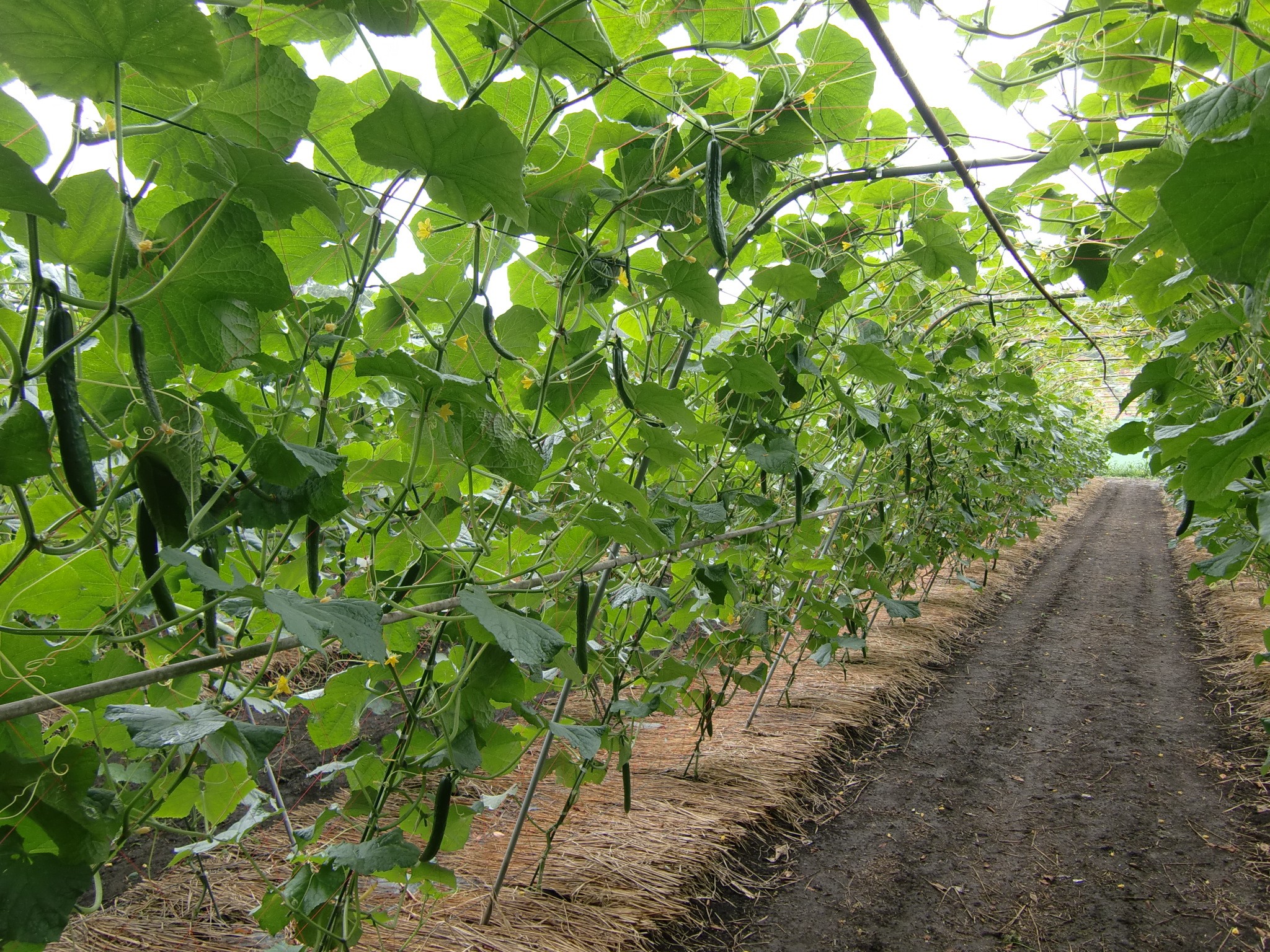 宮城県(夏秋きゅうり)