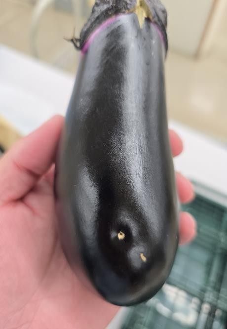 奈良県(夏秋なす)